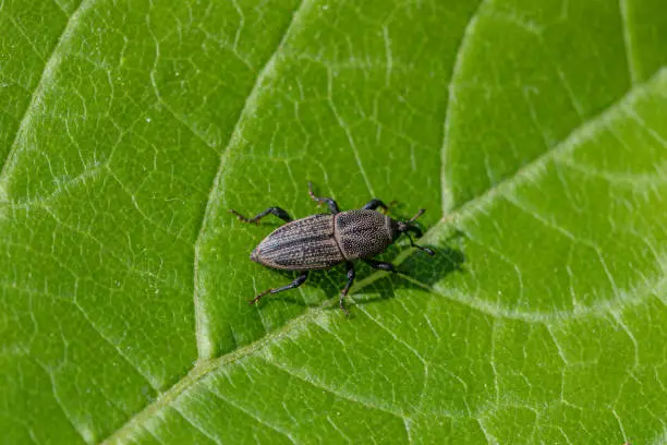 Photo of Billbug , (Sphenophorus), Dryophthoridae, Coleoptera, Rhynchophorinae.