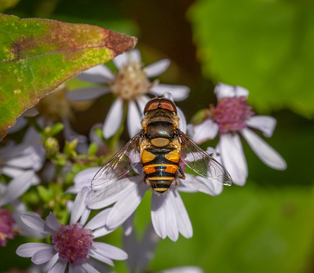 A syrphe, transverse banded Drone Fly visits a flower in the Laurentian forest in the spring.