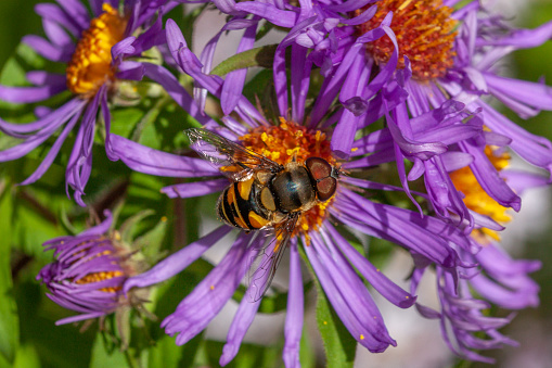 A syrphe, transverse banded Drone Fly visits an aster flower in the Laurentian forest in the spring.