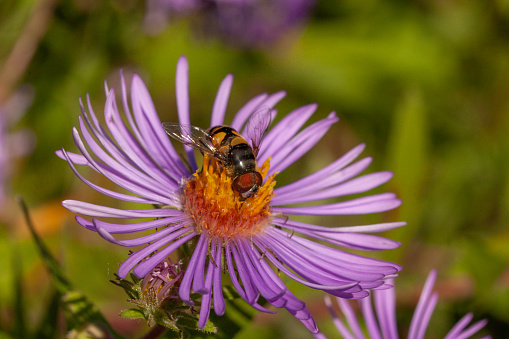A syrphe, transverse banded Drone Fly visits an aster flower in the Laurentian forest in the spring.