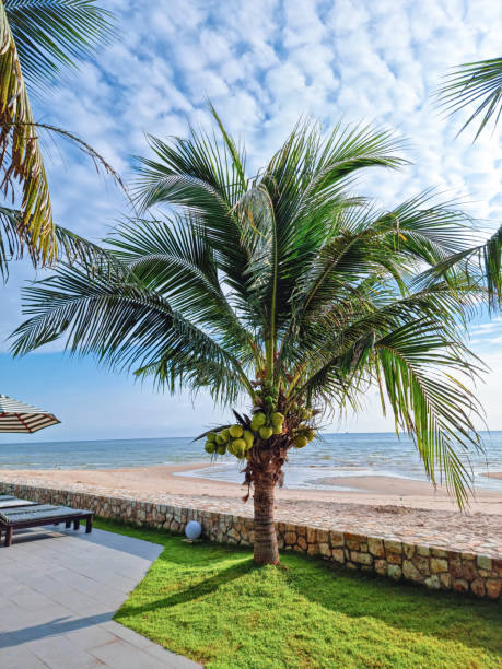 istock young coconut tree on golden sand beach and green grass. beautiful blue sky and nice clouds 1440956809