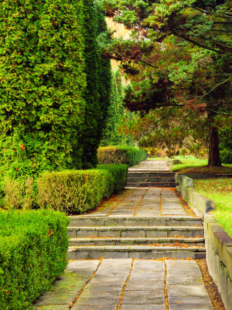 istock Concrete slabs and steps between thujas and pines 1440958602