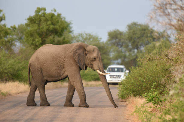istock Elephant crossing the road  in Kruger National Park 1440958809