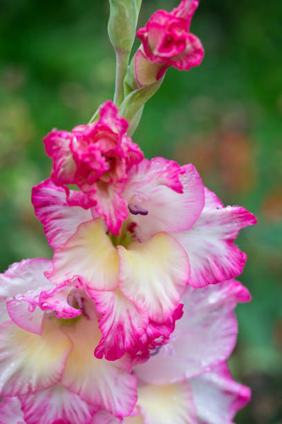 Gladiolus in flower in August