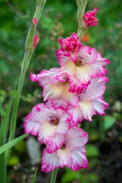 istock Gladiolus in flower in August 1440959151