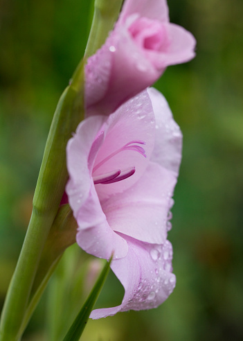 Gladiolus in flower in August