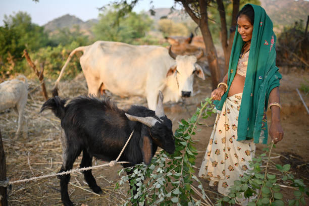 istock Young Rajasthani woman feeding grass to a calf 1440959818