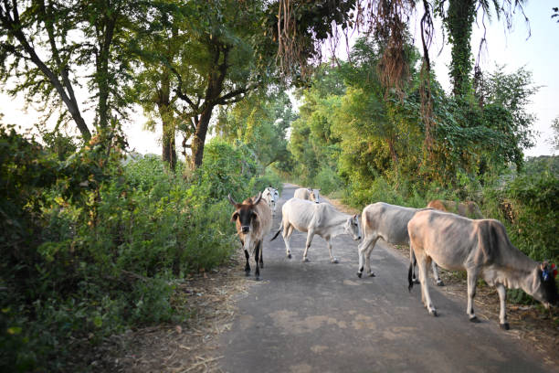 Rural scene of cows in Rajasthan