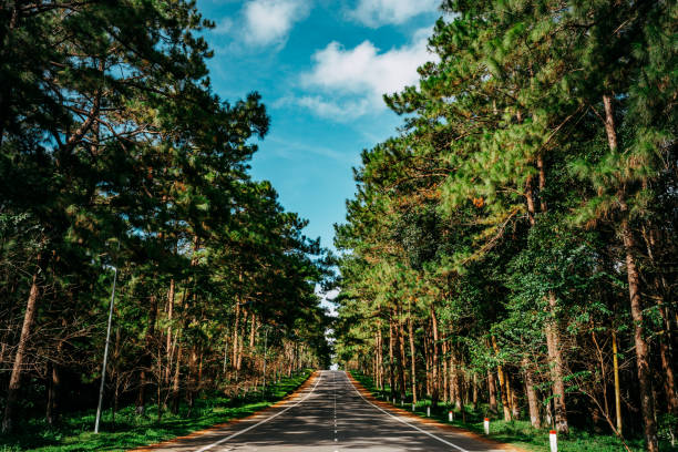 An asphalt road passes through a pine forest in Mang Den, Kon Tum, Vietnam stock photo