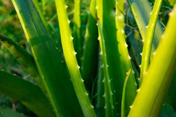 istock Close up aloe vera plant. 1440960594