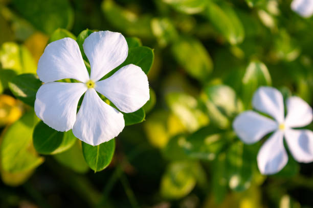 White periwinkle flowers bloom in the garden. Catharanthus roseus