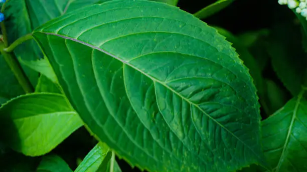 Photo of Close-up of a big green leaf with details