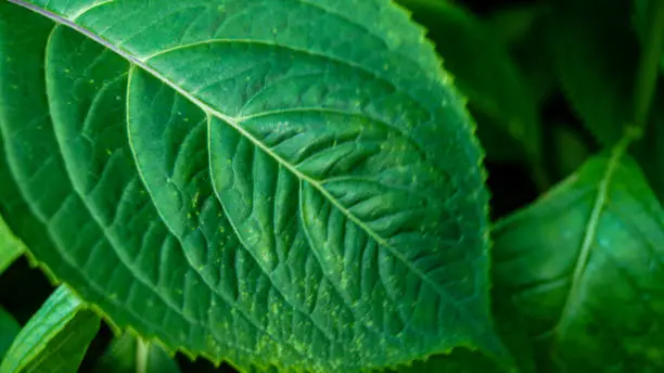 Photo of Close-up of a big green leaf with details