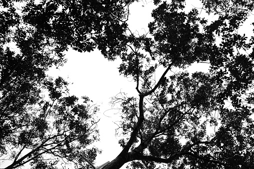 Low angle view of trees in a public park