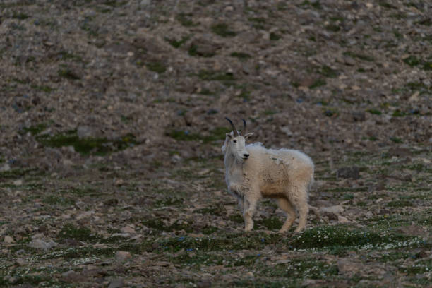 istock A mountain goat standing in a scree field 1440963720