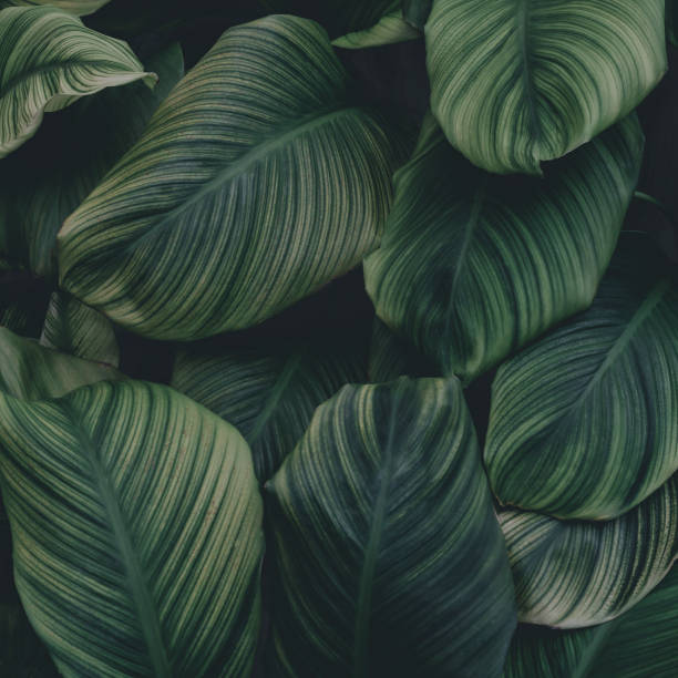 istock Dark green leaves in the park background image 1440964575
