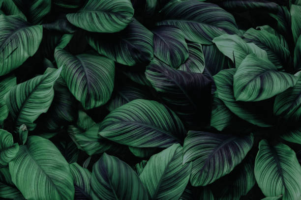 istock Dark green leaves in the park background image 1440964576