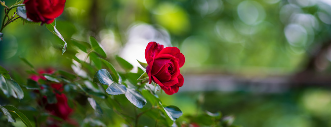 A closeup shot of red roses in a garden