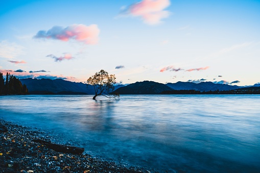 A lonely tree in water in Wanaka, New Zealand for cool background