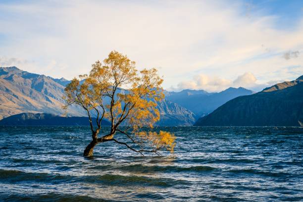 istock Lonely tree in water in Wanaka, New Zealand for cool background 1440964921