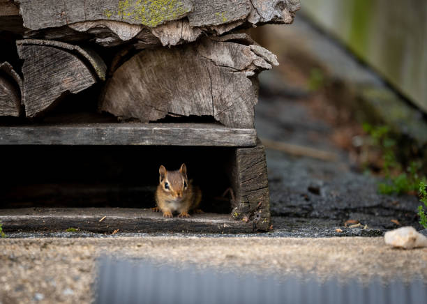istock Eastern brown scared chipmunk hidden in the wooden place 1440965006