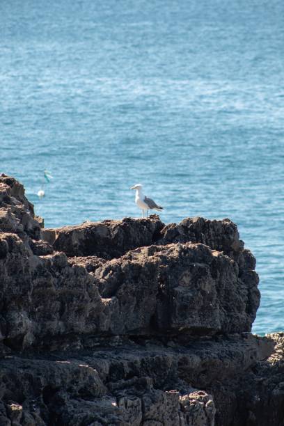 istock Yellow-legged gull (Larus michahellis) on a rock with a blue sea in the background 1440965069