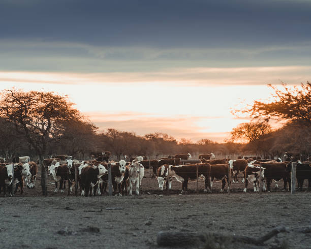 Beautiful sunset over a feedlot full of cows
