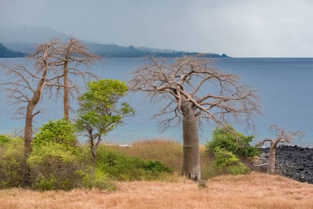 schöne aussicht auf baobab-bäume, die an der lagoa azul bucht in sao tome, zentralafrika wachsen - sao tome and principe stock-fotos und bilder