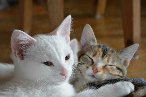 istock Adorable domestic cats lying on the floor 1440965155