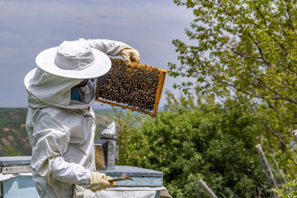 istock Beekeeper man is working with beehives wearing protective clothing 1440965224