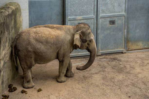 A cute elephant walking at the zoo