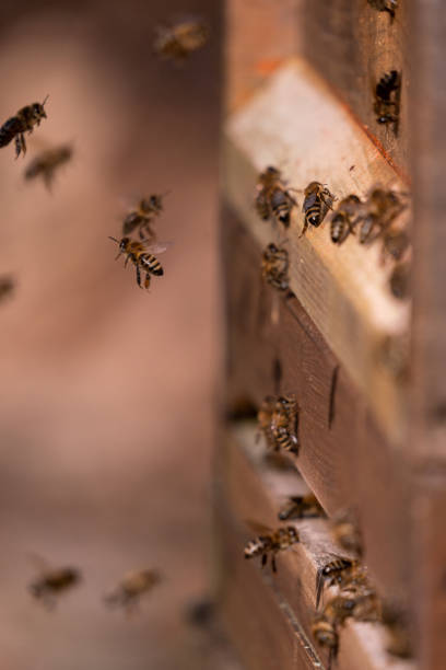 istock Vertical shot of bees flying near a beehive on a blurred background 1440965476