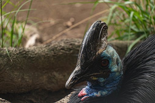 A closeup shot of a Dwarf cassowary in a zoo
