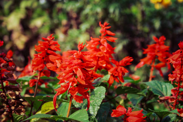 istock Beautiful red Scarlet sage (Salvia splendens) flowering plants in sunlight 1440965656