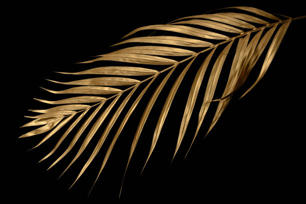 istock golden palm leaves isolated on black background, clipping path 1440965711