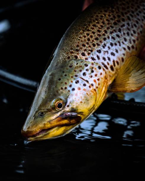 nahaufnahme einer bachforelle vor dunklem hintergrund - brown trout stock-fotos und bilder