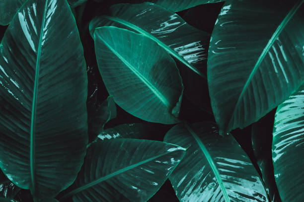 istock abstract banana leaf texture, tropical leaf foliage nature dark green background 1440965921
