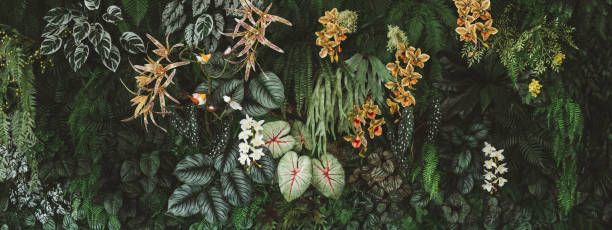 istock Dark green leaves in the park background image,Panorama 1440965924