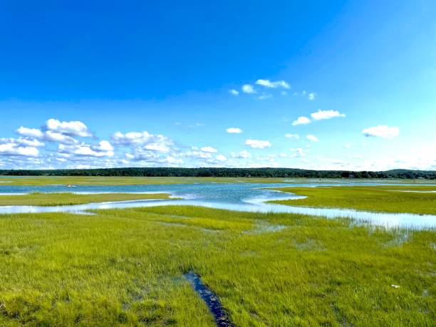 campo verde escénico con agua bajo el cielo azul - scerene fotografías e imágenes de stock