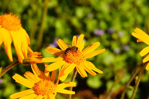 Photo of Honey bee on an arnica flower