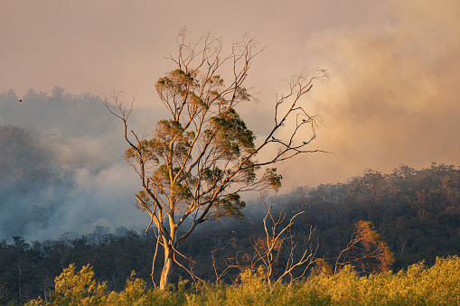 A shot of a tree in front of bushfire smoke at Fingal, Tasmania