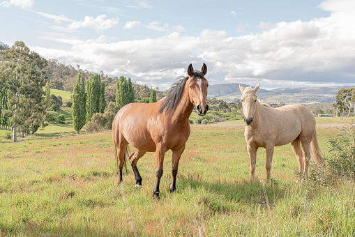 A shot of beautiful horses in Tasmania, Australia