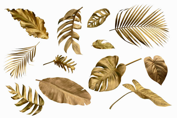istock Gold monstera leaves plant frame isolated on a white background. top view. copy space. 1440966008
