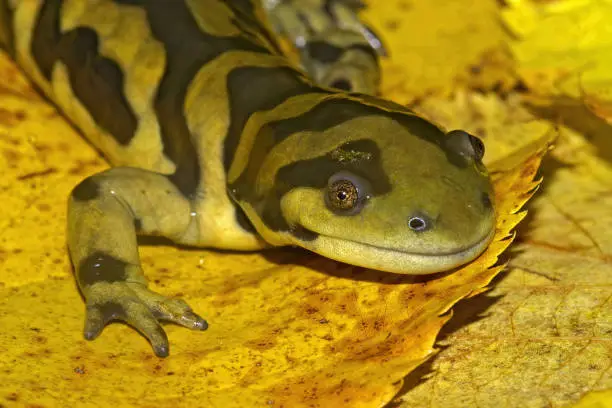 Photo of Closeup shot of a barred tiger salamander on yellow fallen leaves