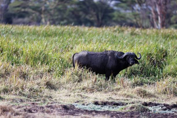 istock African buffalo in the marsh in Lewa Conservancy, Kenya 1440966379