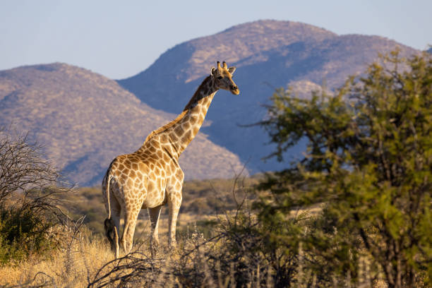 istock Northern giraffe standing in a field in front of mountains and looking back 1440966400