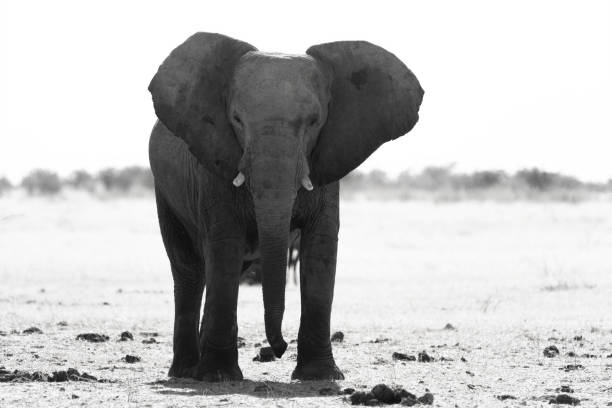 istock Grayscale image of a huge walking African bush elephant 1440966409