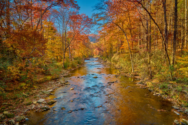 осенние цвета вдоль реки дэвидсон в национальном лесу писгах. - north carolina mountain river autumn стоковые фото и изображения