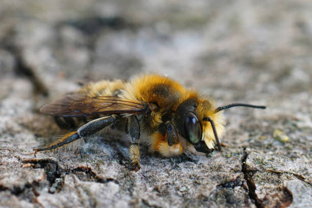 istock Closeup of a male Willughby's leafcutter bee, Megachile willughbiella. 1440966574