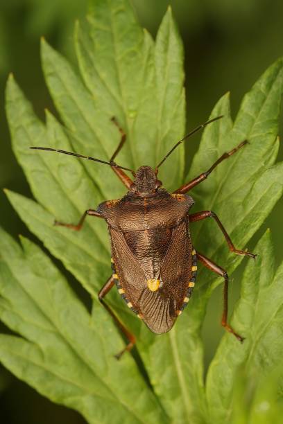 istock Vertical macro shot of Pentatoma rufipes shieldbug on a leaf 1440967359